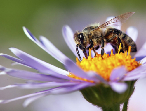 20 Mayo – Día mundial de las abejas