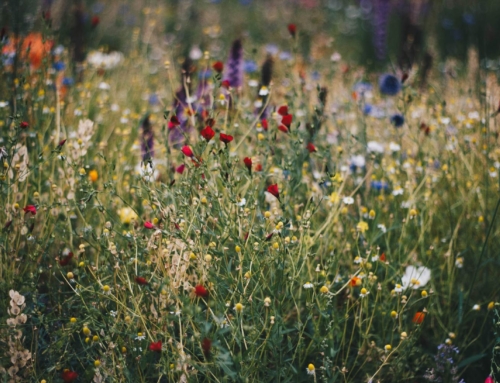 ¿Cómo afectan los techos verdes a la biodiversidad?